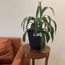 Dracaena