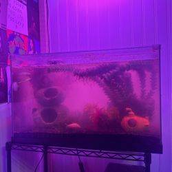 10 Gallon Aquarium 