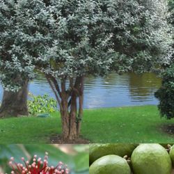 Exotic Pineapple Guava Tree 🌳🍍🍍