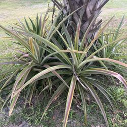 Pineapple Plants