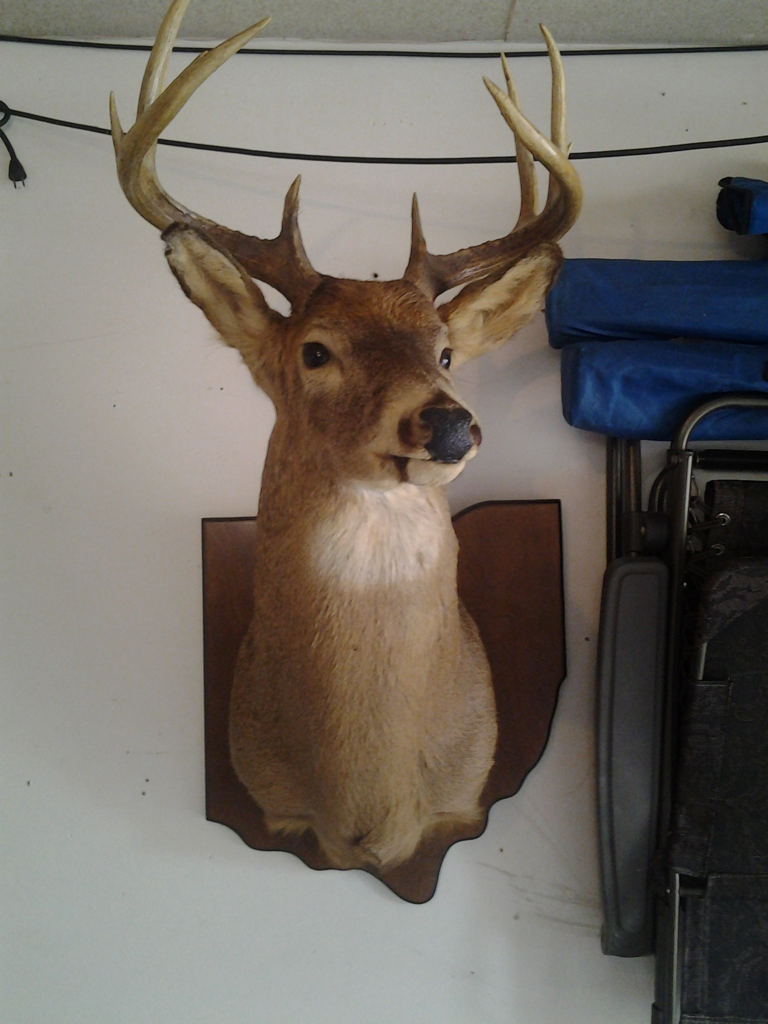 12 point shoulder mount white tail deer Ohio buck