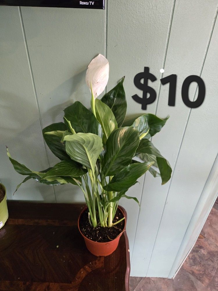 Peace Lily Plant