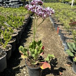 Sea Lavender 1 Gal