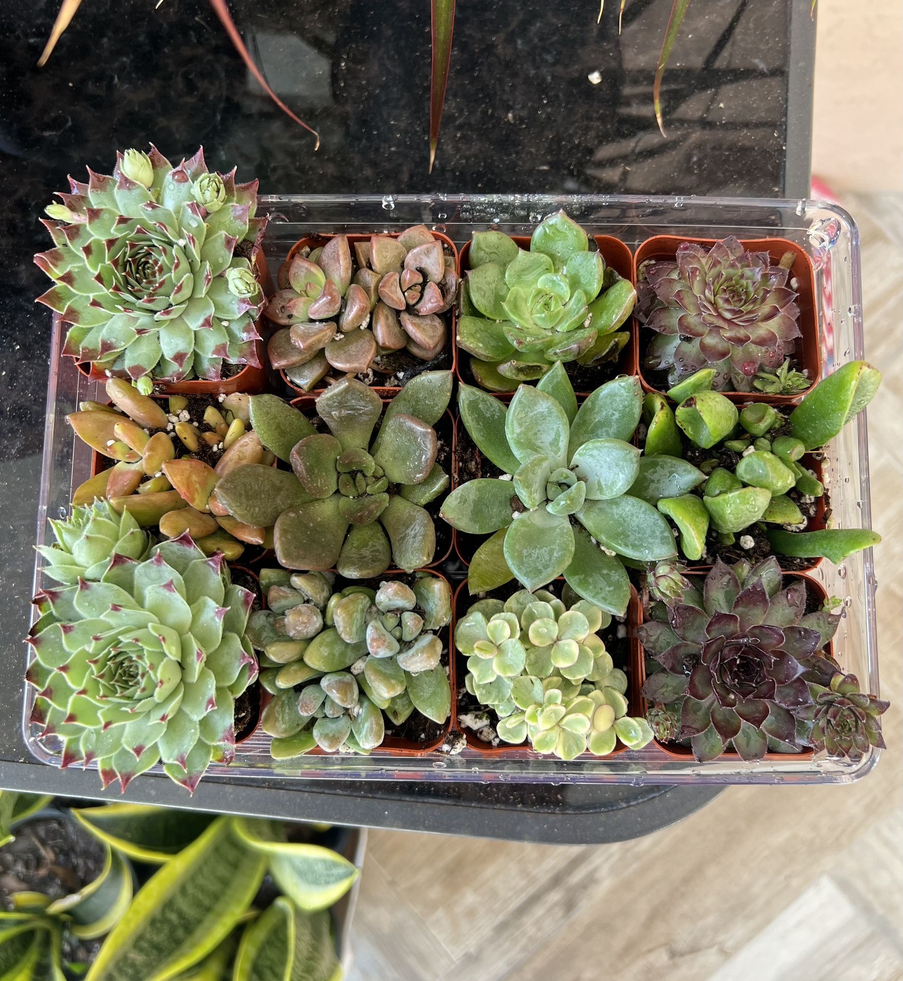 Various Little Live Succulents Cactus Plant In Pots