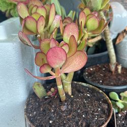 Jade Plant