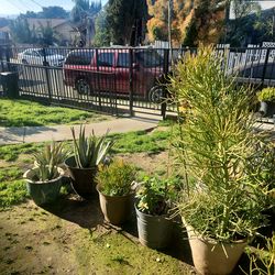 Big plant yard sale today open dall day!!!!