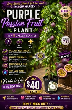 Purple passionfruit plant 🪴🍈💜