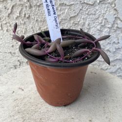 4 Inch Pot Succulent Plant - Ruby Necklace - Crassothonna Capensis - Rare - Rooted & Established - Drought Resistant - 🪴 