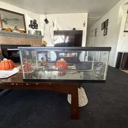 Reptile Tank/ Fish Tank 