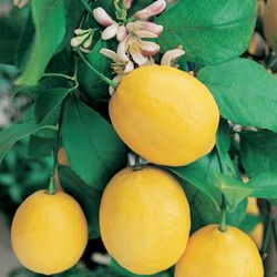 Grafted Dwarf Meyer Lemon Trees 😃😃🌿🌿🌿🍋🍋🍋🍋