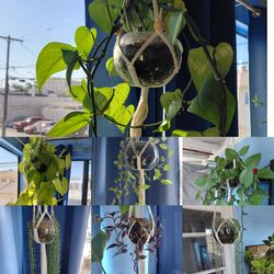 Hanging plants in macrame and glass bowl