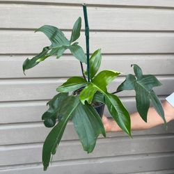 6” philodendron florida green