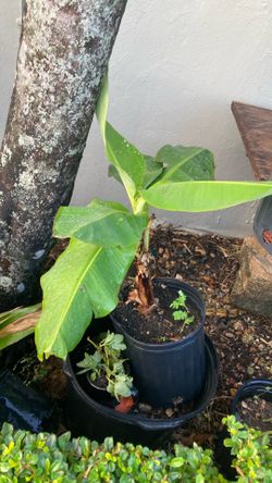 Plant 🪴