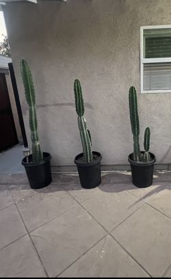 Cactus Aproximadamente 6 Feet, 5feet 4’6 Feet