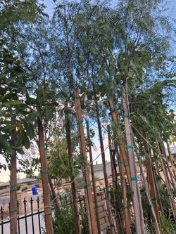 Shade trees.