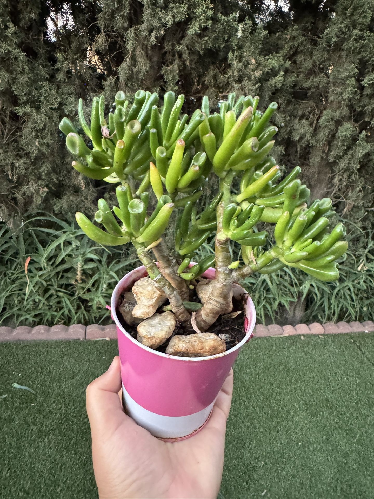 Succulent