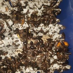 Dubia Roches Looking To Sell Them Al ASAP  For 350 There Is Thousands 