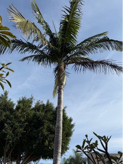 King palm make a offer my husband can help you to dig it out