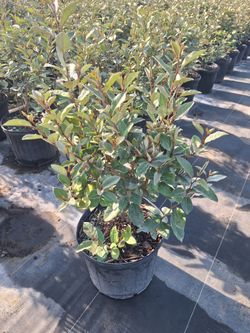 Eleagnus