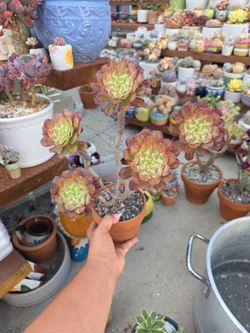 Variegated aeonium