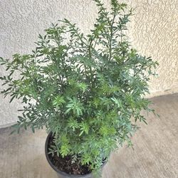 🌿Big Rue Plant/ Planta De Ruda Grande 🌿 