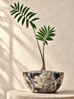 Encephalartos Munchii Blue (Planter Included) #Q21 ‘Local LA Seller’