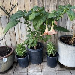 Plant For Sale