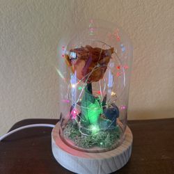 Dried Rose Under Glass 