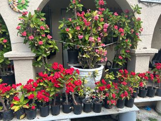 Corona De Cristo Plantas / Euphorbia Milli Plants