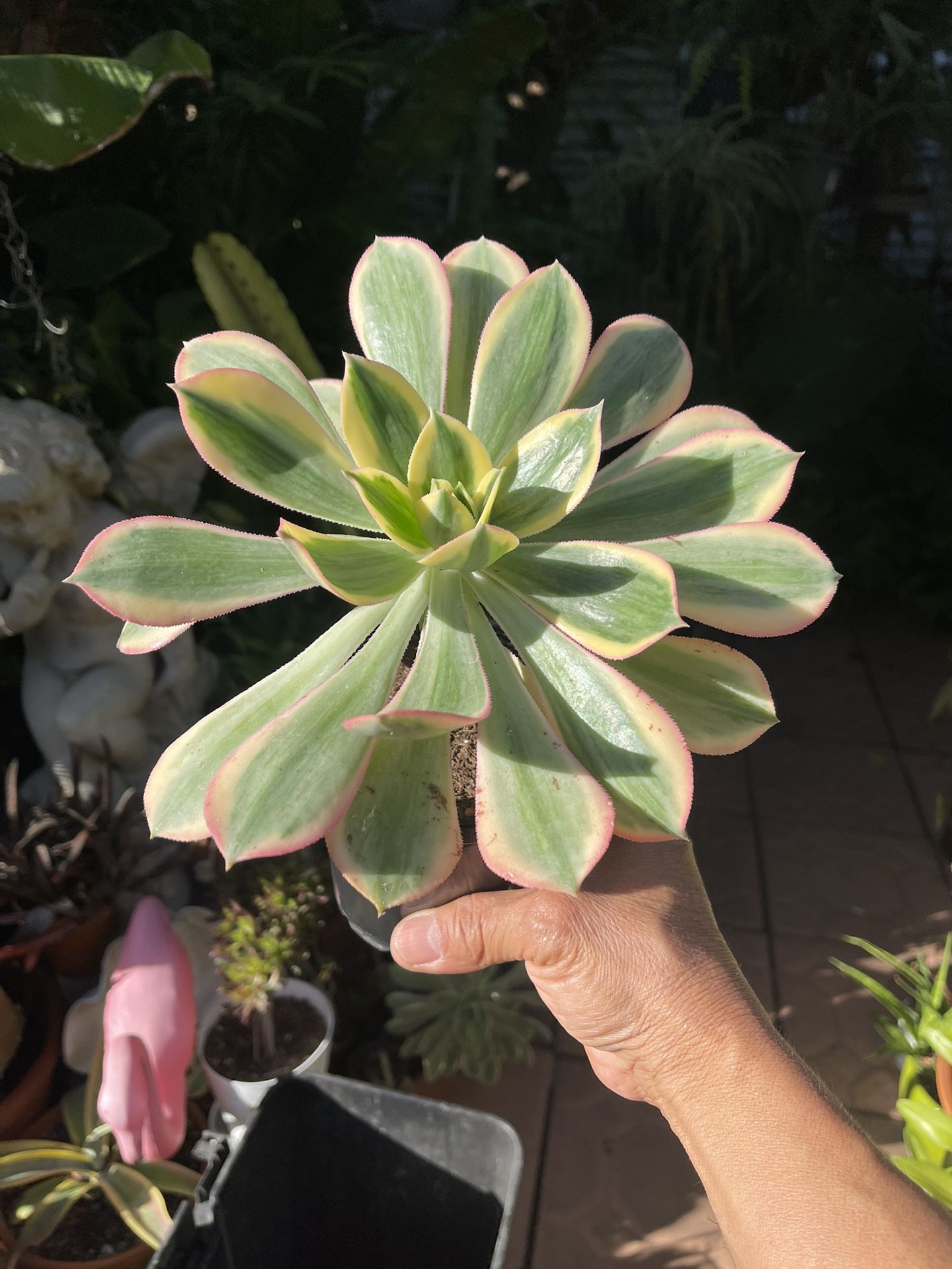 Sunburst Succulent Plant