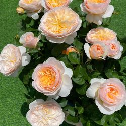 English Roses DA  Juliet live plant 2 gallons own roots