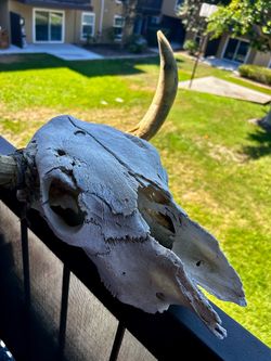 Real Longhorn Cow Skull with Horns
