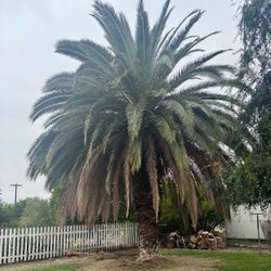 Palms And Trees Trimming 