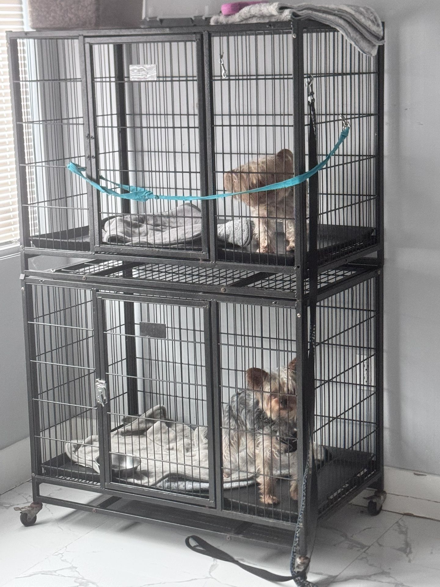 Dog Cadge 2 Tiers