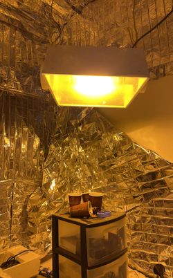 Hydroponic light