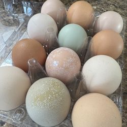  Daily Fresh Organic Eggs