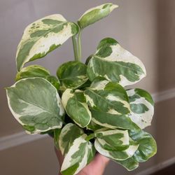 Pearls n jade Pothos Plant 