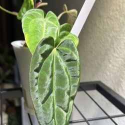 Anthurium (Read Description)