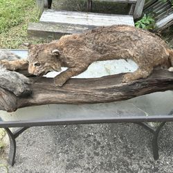 Bob Cat With Squirrel 