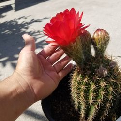 Cactus
