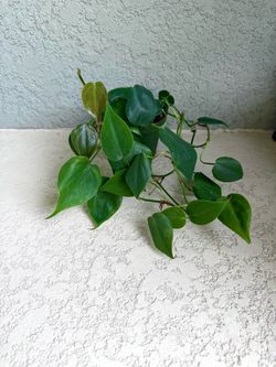 Philodendron cordatum plant