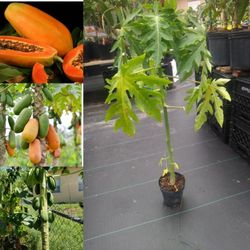 Dwarf  Red Lady  Papaya  Plant  🪴  3gal  Plantas  De Fruta Bomba 3gal