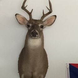 8 Point Buck Head