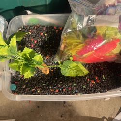 Glo Fish / Fish Supplies