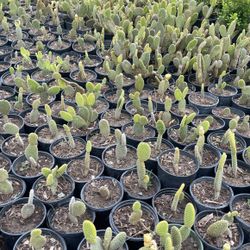 Bunny Ears Cacti