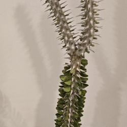 Tall Rare Ocotillo Plant