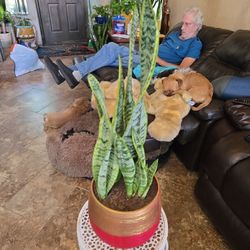 2ft Tall Sansevieria Snake Plant In Ceramic Pot 