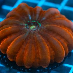 Fake  Plastic Coral Frag Packs