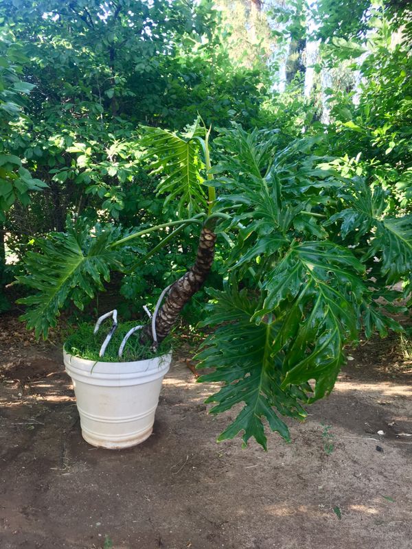6 foot Giant Split Leaf Phil Plant (Philodendron) for Sale ...