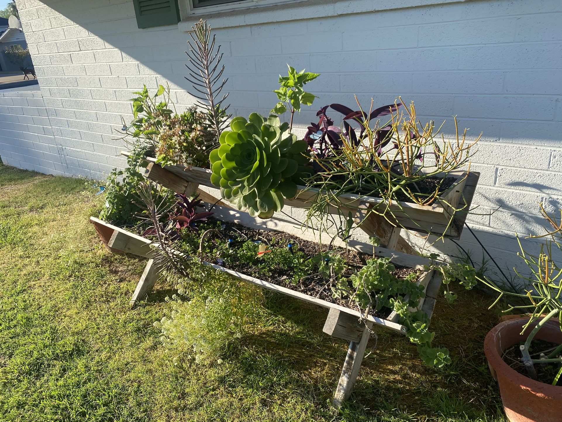 Plants And Stands 